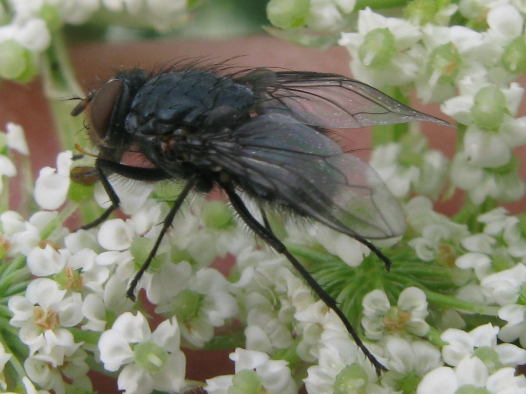 Calliphora vicina M (Calliphoridae)